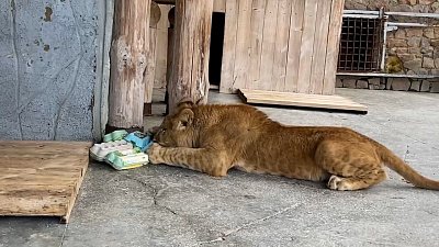 В Челябинском зоопарке сделали игрушку для львенка