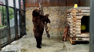 Танцы медведя Малыша в Челябинском зоопарке попали на видео