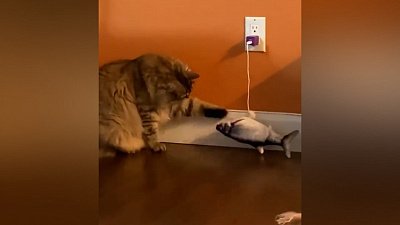 Мех и смех: грубые почесушки, разряженная рыба и зависший кот