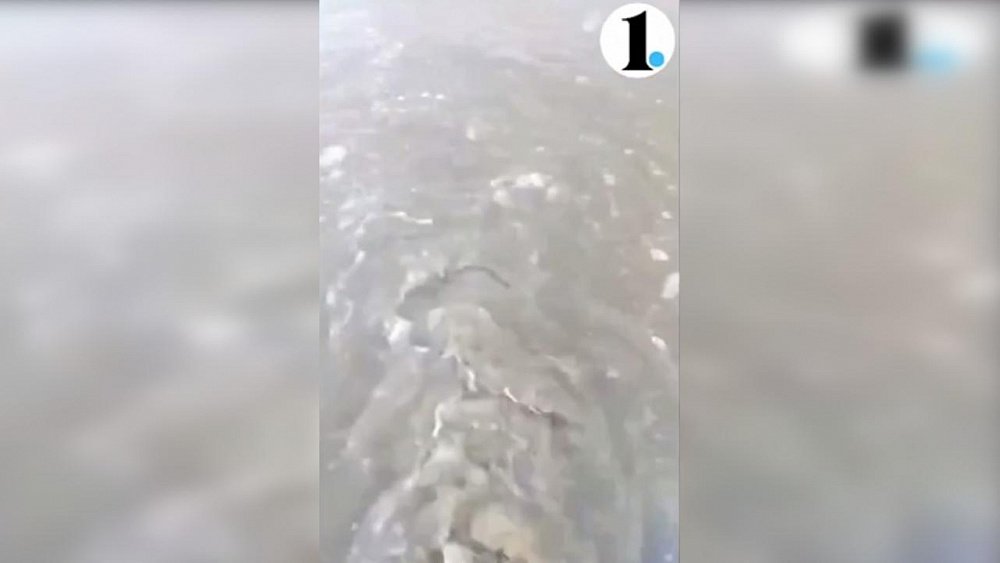 «Здоровую ферму» уличили в сбросе отходов в реку Течу