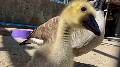 В Челябинском зоопарке показали подросших птенцов