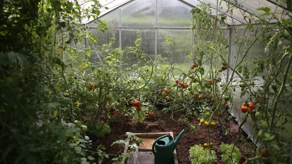 Чем заняться в саду в июле