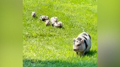 Мех и смех: спринтер, быстрый взлет и свиная прогулка