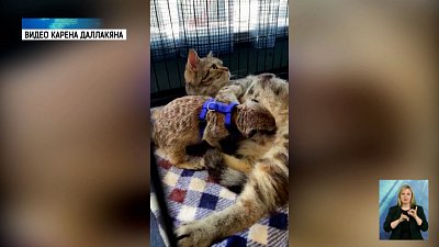 Кошка «усыновила» суриката