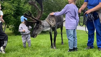 Прогулка северного оленя в Челябинском зоопарке попала на видео