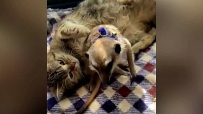 В челябинском приюте «Спаси меня» кошка «усыновила» суриката