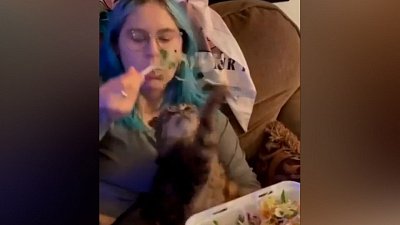 Мех и смех: кошачьи игры, альпака в ТРК и меткий удар