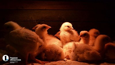 Птицефабрику «Бектыш» в Челябинской области продают за 280 млн рублей