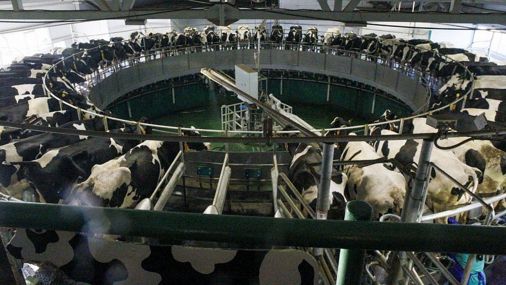 В Еткульском районе запустили доильную «карусель» для увеличения молока до 100 тонн в сутки