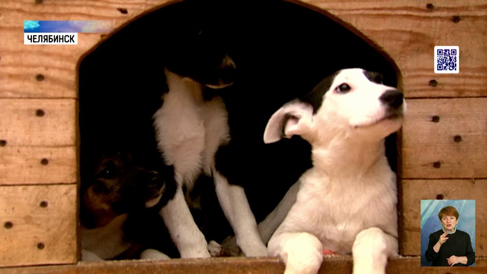 Школьники помогли бездомным собакам