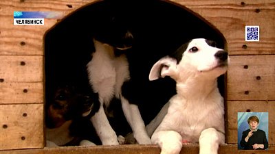 Школьники помогли бездомным собакам