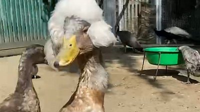 В Челябинском зоопарке заочно определили победителя конкурса причесок