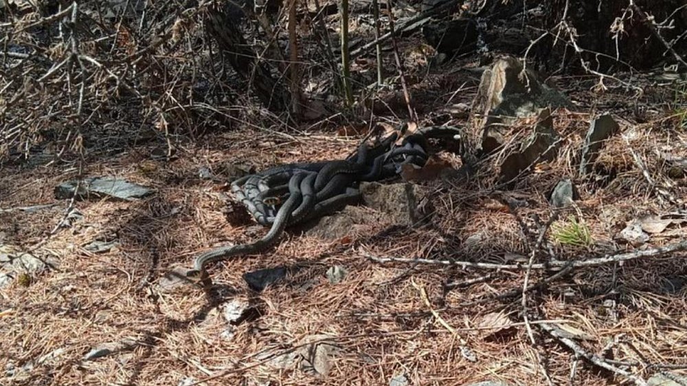 Житель Трехгорного попал в реанимацию после укуса гадюки