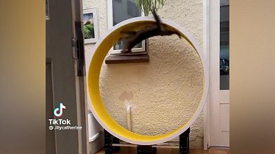 Мех и смех: водные процедуры, увлекательный аттракцион и неравный бой