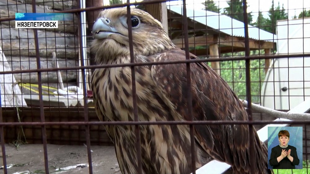 Краснокнижную птицу нашли в Нязепетровске