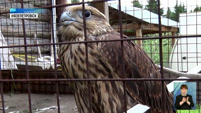 Краснокнижную птицу нашли в Нязепетровске