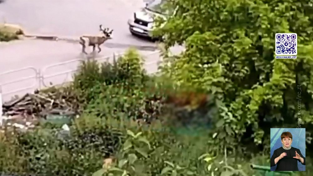 В Златоусте всем городом ловили оленя