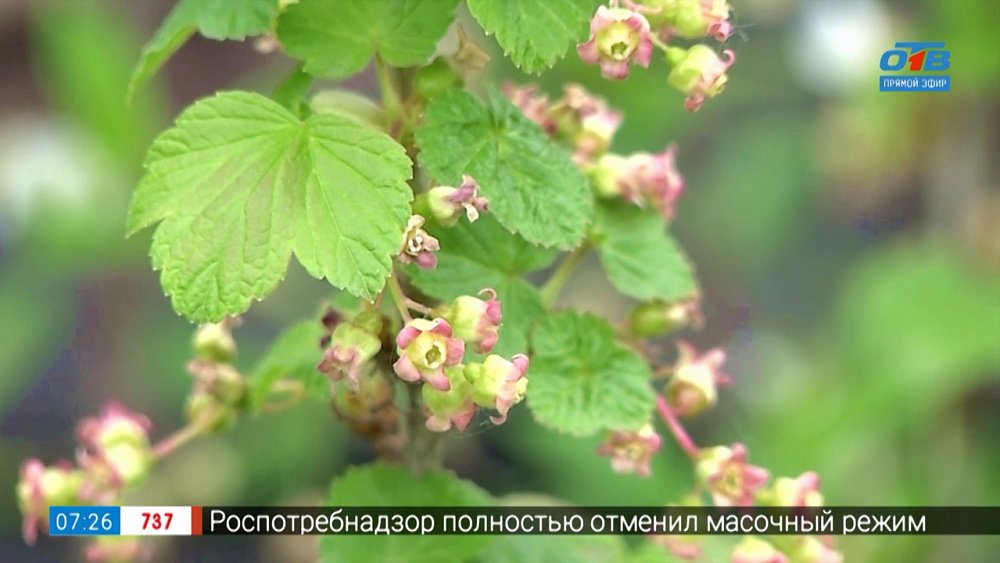 Не позволяйте тле съесть ваш урожай смородины! в рубрике «Руки садовода»