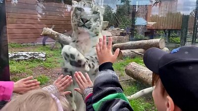 В Челябинском зоопарке снежный барс поиграл с детьми