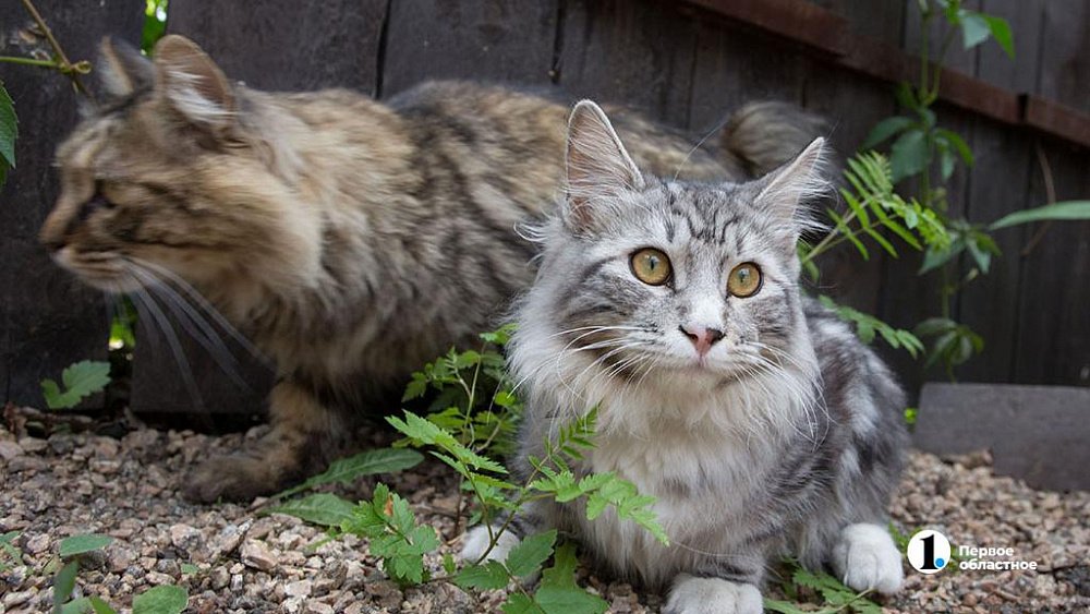 В Челябинске от бешенства умерла домашняя кошка