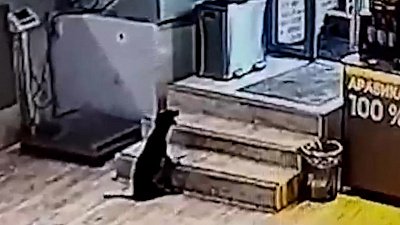 В Тюмени женщина бросила больную таксу в ветеринарной клинике