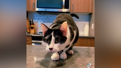 Мех и смех: вредный кот, страшная добыча и живая копилка