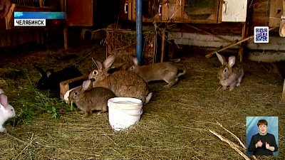 Садоводам разрешат разводить кроликов и кур