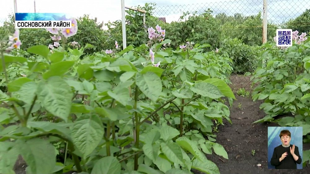 Кому на руку холодное и дождливое лето?