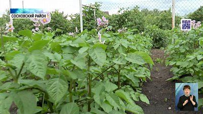 Кому на руку холодное и дождливое лето?