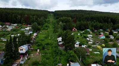 В Златоусте в садах высохли сосны и ели