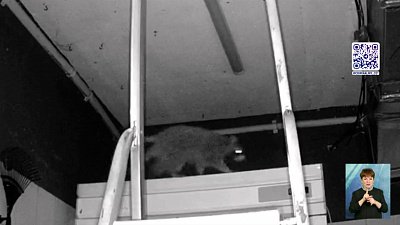 Енот устроил погром в «Немузеемусора»‎