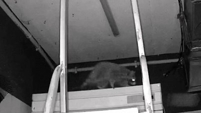 В Челябинске енот поселился в вентиляции «Немузеямусора»