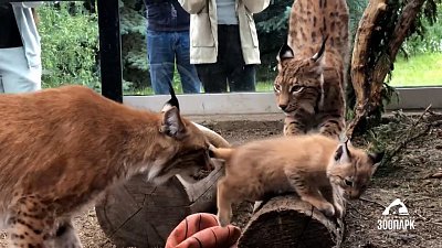 В Челябинском зоопарке воссоединилось семейство рысей