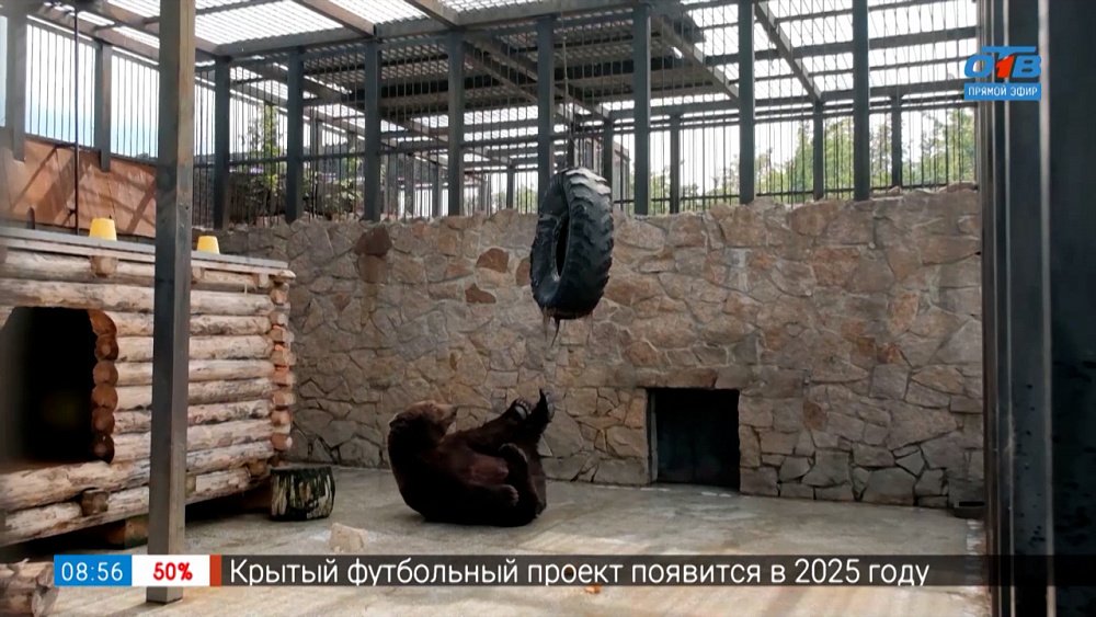 «Новый мишка в зоопарке» в сюжете «Привет, Малыш!»