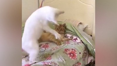 Мех и смех: кошка-актриса, бессердечный хозяин и бесконтактный бой