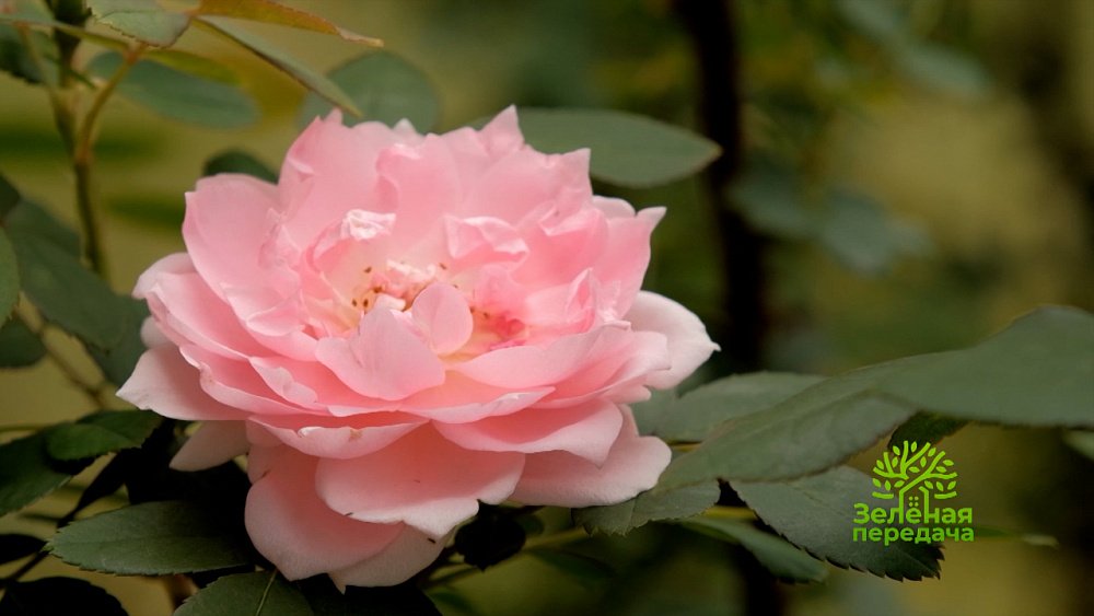 Зеленая передача 07.07.2022