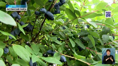 На Южном Урале будут выращивать больше фруктов