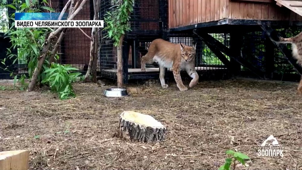 В Челябинском зоопарке кипит жизнь