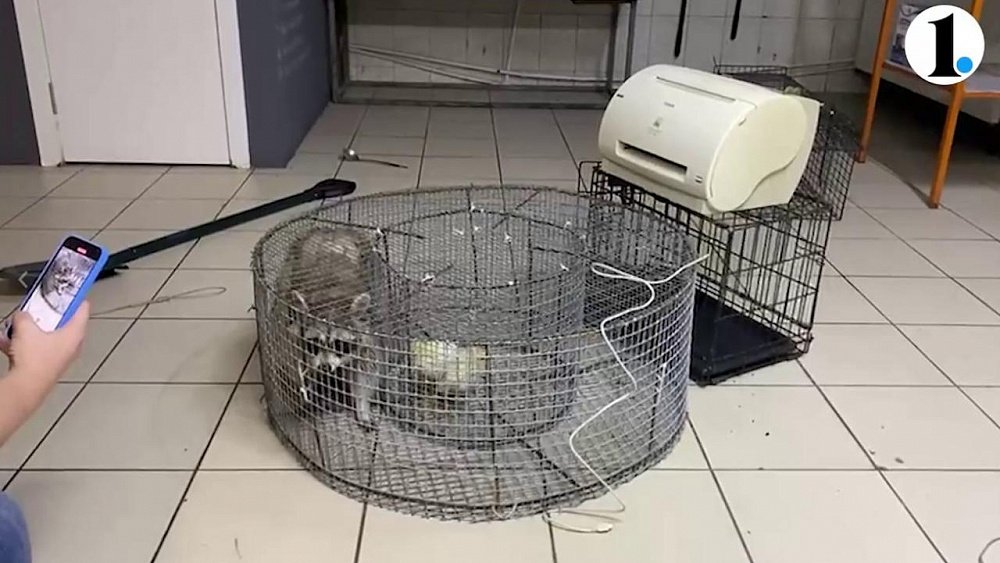 В челябинском музее поймали енота, который поселился в вентиляции