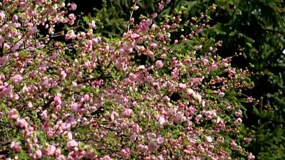 Необычные деревья на улицах Челябинска