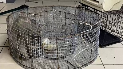 В челябинском «Немузеемусора» поймали енота