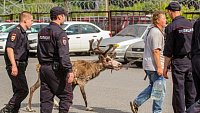 В Златоусте полицейские вернули хозяйке сбежавшую после Сабантуя олениху