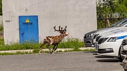 В Златоусте полицейские вернули хозяйке сбежавшую после Сабантуя олениху