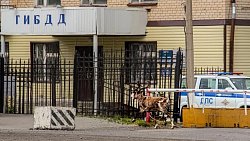 В Златоусте полицейские вернули хозяйке сбежавшую после Сабантуя олениху