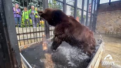 В Челябинском зоопарке зоологи развлекают медведя Малыша