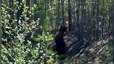 Видео встречи грибников и медведя в Челябинской области