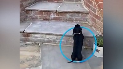 Мех и смех: охрана бокала, охота на чайку и умная такса