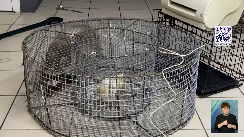 Енота поймали в «Немузеемусора»‎