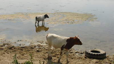 В Златоусте продают действующий молокозавод за 280 млн рублей