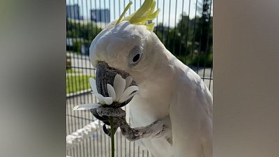 В Челябинском зоопарке попугай погадал на ромашке